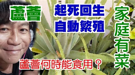 種蘆薈|【家庭有菜】蘆薈的種植、繁殖與何時可以食用